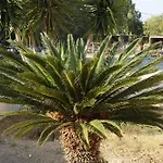 Yapyli Kos